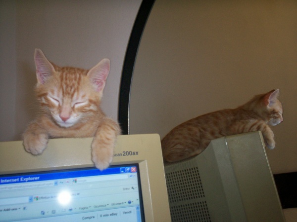 Leo dorme sul monitor