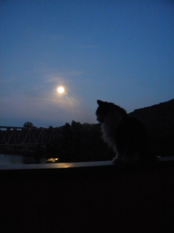 la magia del gatto e la luna....