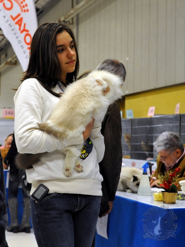 26-27 novembre 2011 - Foto. Expo gatti Modena