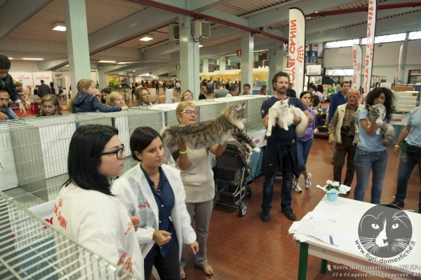 Foto. Gatti in Mostra. 23 e 24 agosto 2014 Esposizione Internazionale Felina delle Dolomiti ANFI FIFe di Longarone