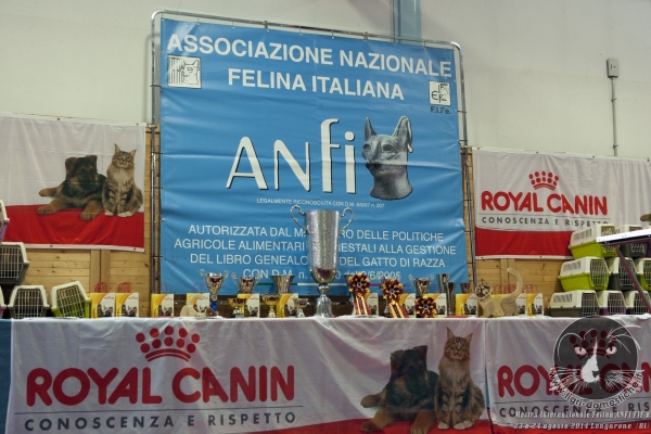 Foto. Gatti in Mostra. 23 e 24 agosto 2014 Esposizione Internazionale Felina delle Dolomiti ANFI FIFe di Longarone