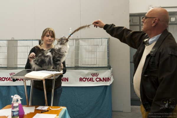 22 e 23 novembre 2014. Galleria fotografica. Esposizione Internazionale Felina ANFI – FIFE Bassano del Grappa
