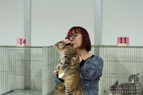 Gatti in mostra. Foto dalla Esposizione Internazionale Felina CFA - TICA - WCF di Chiuduno il 30 gennaio 2016