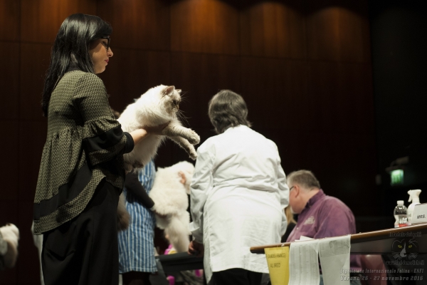 Gatti in mostra. Foto dalla Esposizione Felina ENFI di Verona il 26 e 27 novembre 2016