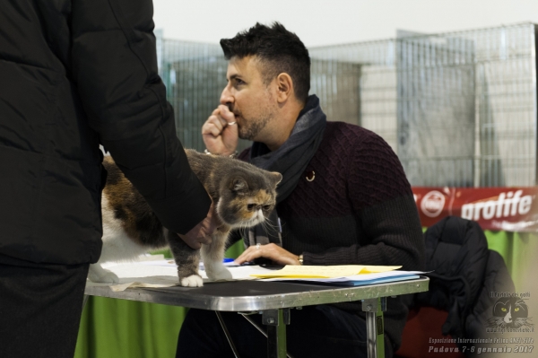 Gatti in mostra. Foto dalla Esposizione Internazionale Felina ANFI FIFe di Padova 7 gennaio 2017
