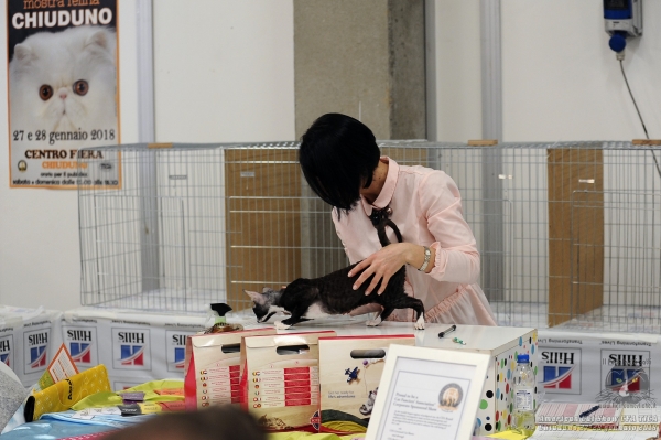 Gatti in mostra. Foto dall’ American Cat Show CFA-TICA di Chiuduno 28 gennaio 2018
