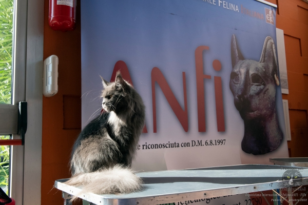 1 - 2 ottobre 2022 Mostra Interazionale Felina ANFI FIFe di Padova