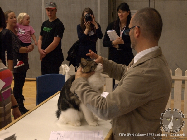 World Cat Show Aalborg Danimarca 26 e 27 ottobre 2013