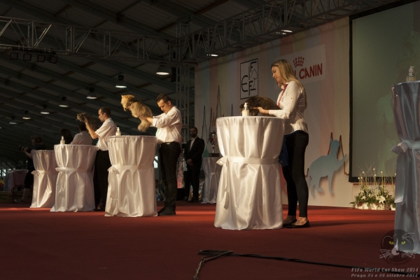 World Cat Show FIFe Praga Republica Ceca domenica 26 ottobre 2014