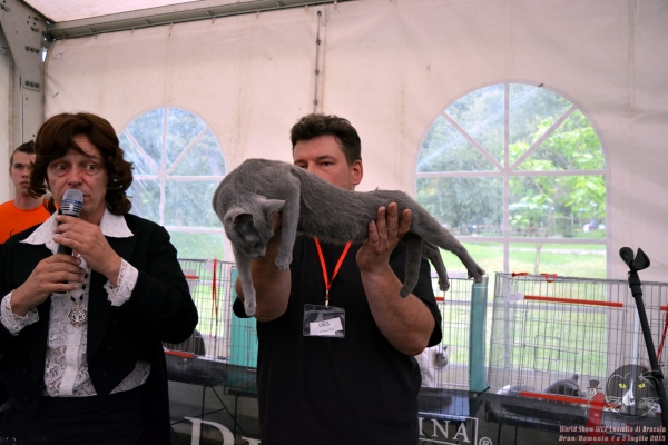 Gatti in mostra. Foto dalla Esposizione mondiale di Bran 