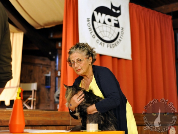 6 e 7 ottobre 2012 Esposizione Internazionale Felina AGI - WCF Cison di Valmarino