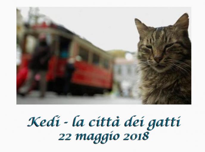 22 maggio 2018 al cinema - Kedi, la città dei gatti - il documentario su gatti di Istanbul