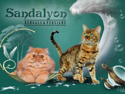 Sandalyon cattery