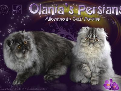 Olania's Persians 