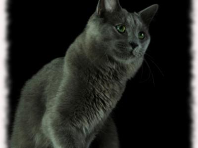 BLUE MIST GLARE - Allevamento amatoriale di gatti Nebelung