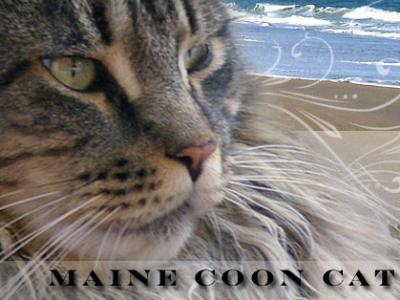 Seashore Maine Coon Cattery
