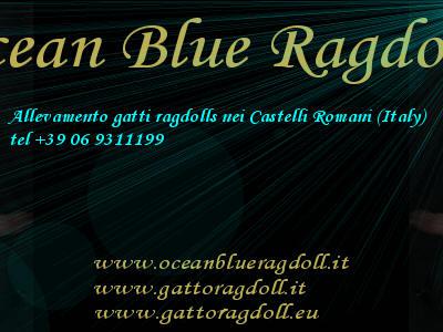 Ocean Blue Ragdolls