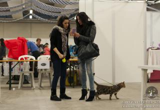 Gatti in mostra. Foto dalla Esposizione Internazionale Felina CFA - TICA - WCF di Chiuduno il 30 gennaio 2016