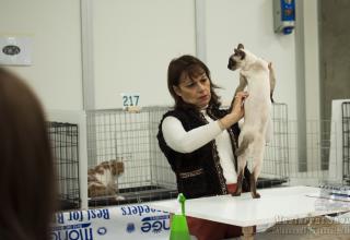Gatti in mostra. Foto dal Mastercat Show CFA TICA di Chiuduno il 28 gennaio 2017