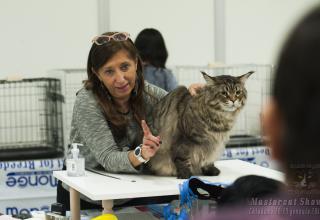 Gatti in mostra. Foto dal Mastercat Show CFA TICA di Chiuduno il 28 gennaio 2017