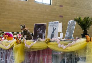 Gatti in mostra. Foto dalla Esposizione Internazionale Felina AFeF - WCF di Isola della Scala 6 maggio 2017