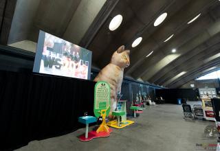 Galleria fotografica da FIFe World Winner House Cat & Category 1 Mechelen Belgium 30 october 2022