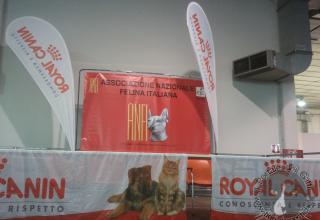 Gatti di razza - Mostra felina Padova 7.01.2012