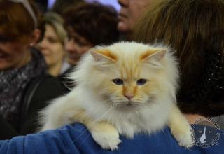 Foto da World Cat Show 2012 Zagabria !-o giorno