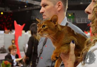 Foto da World Cat Show 2012 Zagabria !-o giorno