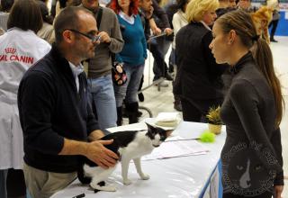 26-27 novembre 2011 - Foto. Expo gatti Modena