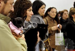Gatti di razza - Mostra felina Padova 7.01.2012