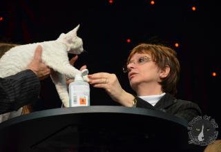Foto da World Cat Show 2012 Zagabria Croazia - secondo giorno