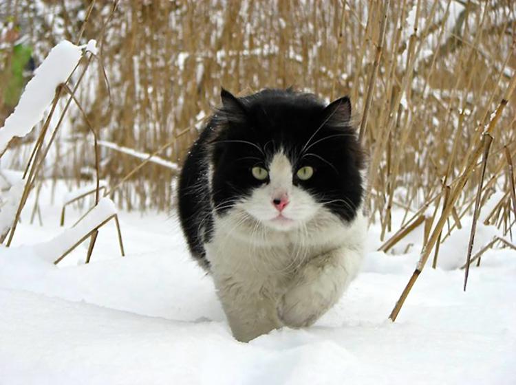  Lesnoy Tsar - Barsik - il gatto con la coda a pompon