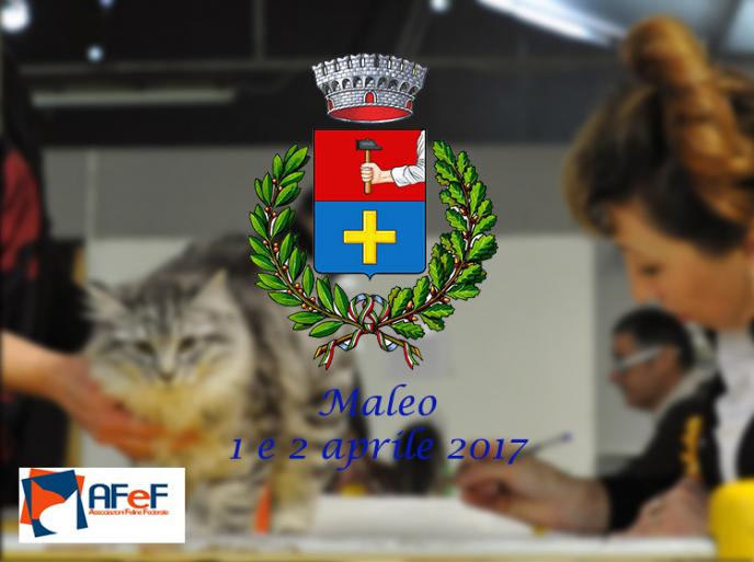 1 e 2 aprile 2017 Esposizione Internazionale Felina AFeF – WCF di Maleo