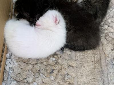 4 dolci gattini cercano casa