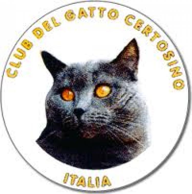 Club del gatto Certosino Italia