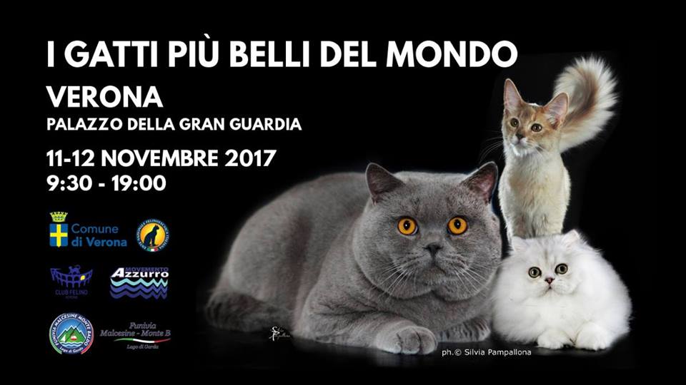 I Gatti più belli del mondo Verona 2017