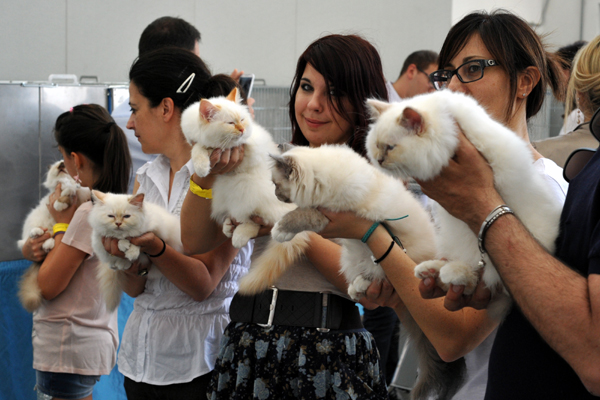 Bassano del Grappa Expo Felina 2013 Speciali Cuccioli
