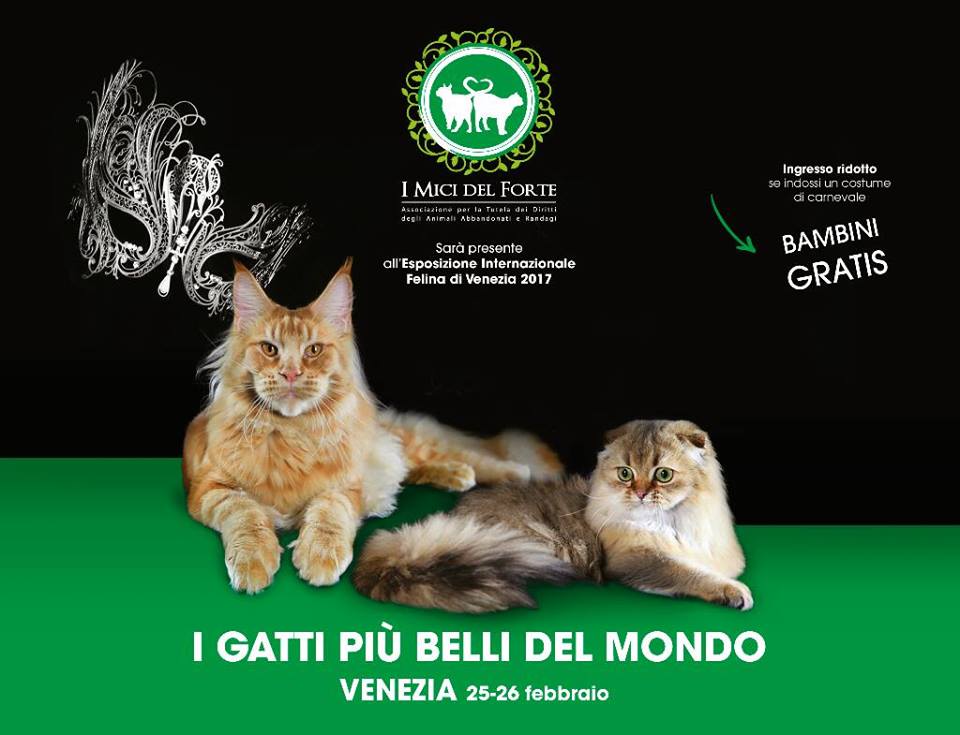 25 e 26 febbraio 2017 Esposizione Felina ENFI di Venezia - comunicato stampa