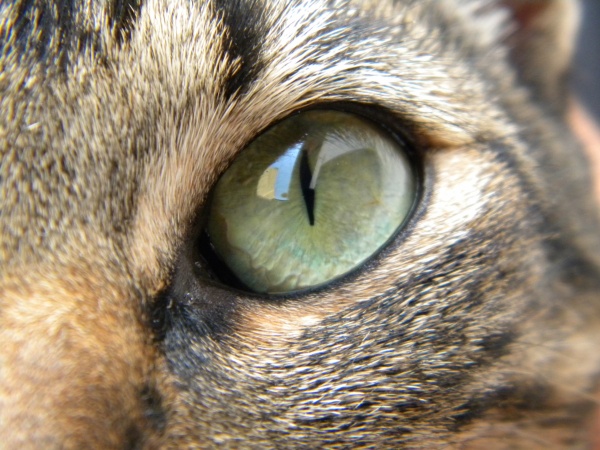 Gli occhi dei gatti sono finestre che ci permettono di vedere dentro un altro mondo