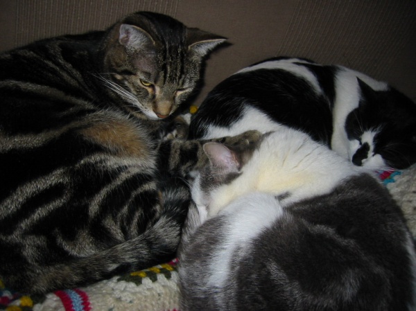 Matisse è tornato per le vacanze di pasqua dorme con mamy ed il suo fratellino giotto