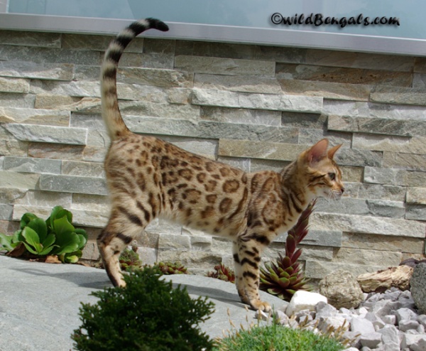 Magic Moment of WildBengals