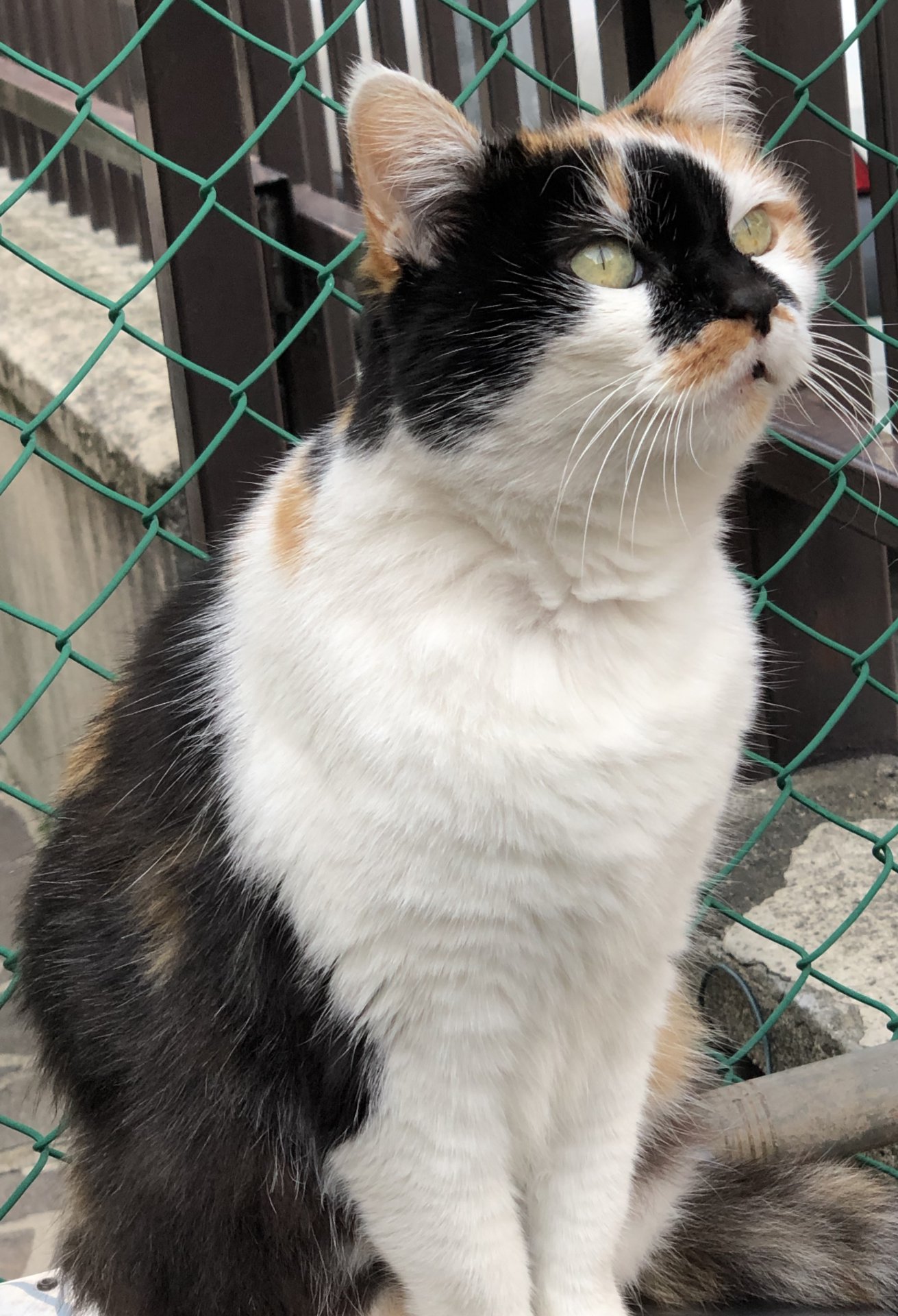 Come Riconoscere La Razza Di Un Gatto
