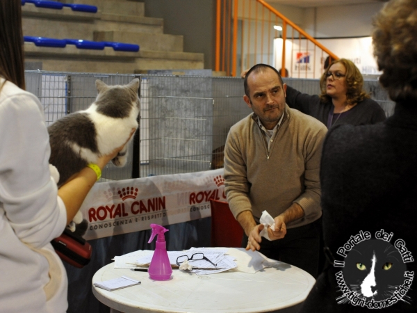 Gatti di razza - Mostra felina San Bonifacio (Verona) 21.02.2012