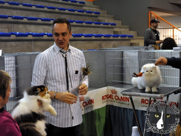 Gatti di razza - Mostra felina San Bonifacio (Verona) 21.02.2012