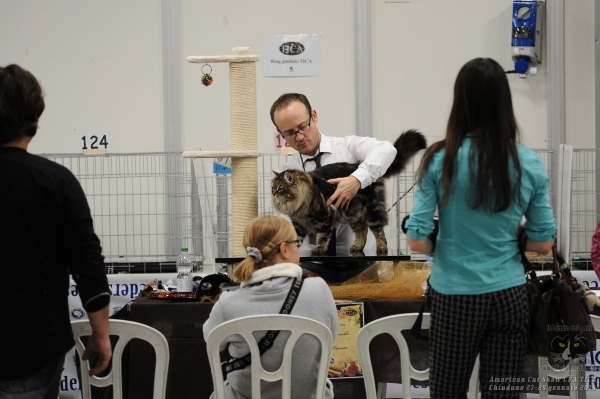 Gatti in mostra. Foto dall’ American Cat Show CFA-TICA di Chiuduno 28 gennaio 2018