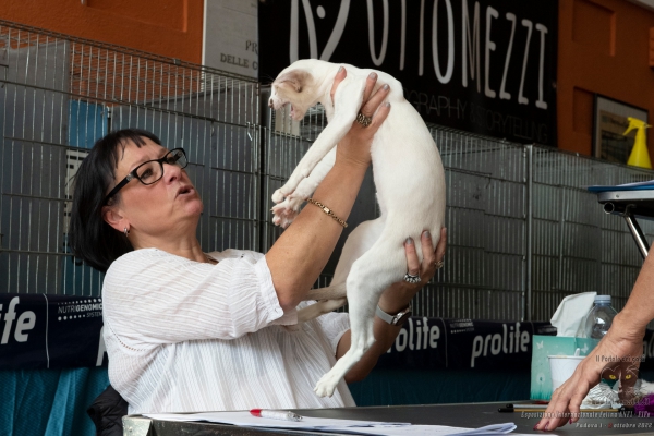 2 ottobre 2022 Mostra Interazionale Felina ANFI FIFe di Padova