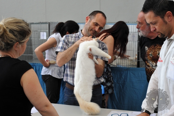 15 e 16 giugno 2013. Foto. Esposizione Internazionale Felina ANFI – FIFE Bassano del Grappa