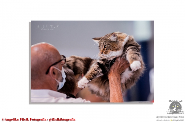 Gatti in Expo. Foto da Mostra Internazionale Felina FPL - FIFe Danzica - Polonia 10 e 11 luglio 2021