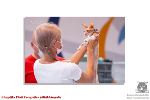Gatti in Expo. Foto da Mostra Internazionale Felina FPL - FIFe Danzica - Polonia 10 e 11 luglio 2021